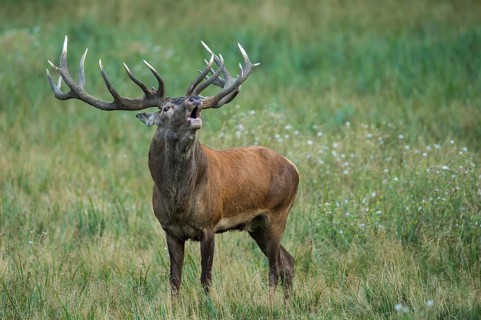 Red Deer (Cervus elaphus) stag roaring, Denmark