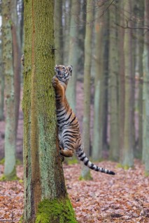 One young female Siberian Tiger, Panthera tigris altaica, climbing up a tree in a forest