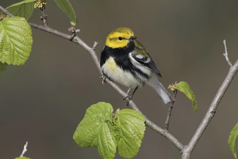 Black-throated Green Warbler (Setophaga virens), West Virginia, USA