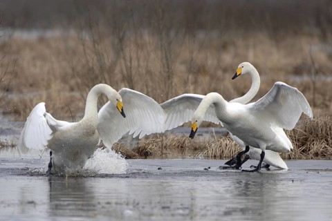 Whooper Swan (Cygnus cygnus) mating, Vaestergoetland, Sweden