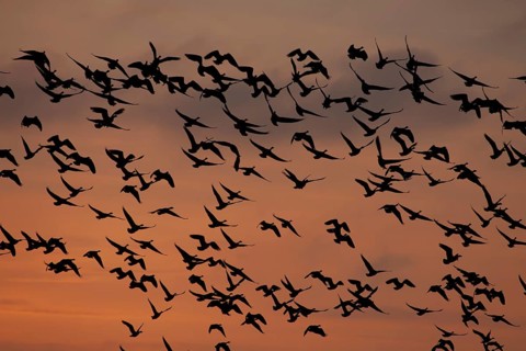 Pink-footed goose (Anser brachyrhynchus) adult geese birds taking off in flight in a large flock or