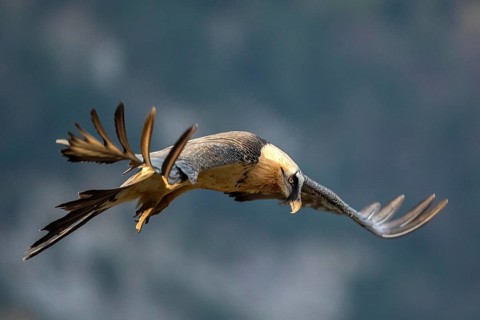 Bearded Vulture (Gypaetus barbatus) flying, Aragon, Spain