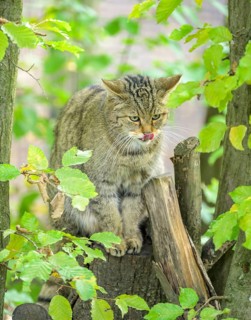 European wildcat or forest cat (Felis silvestris) in the wildcat enclosure at the Thayatal National