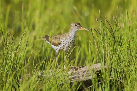 Spotted Sandpiper Actitis macularius east of Beaver, Utah, United States 4 July Adult in breeding