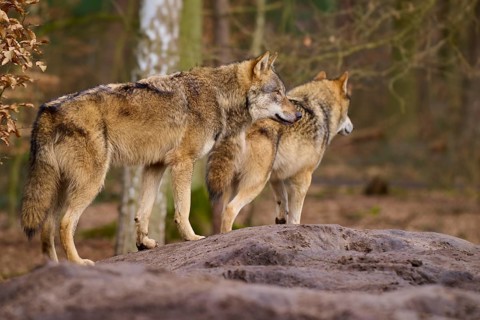 Two wolves standing next to each other on a mound in the forest, Wolf (Canis lupus), Germany