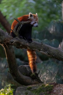 One red panda, Ailurus fulgens, sitting on a branch of a dead tree. Wonderful backlit scene