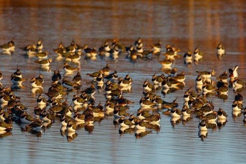 Northern Lapwing (Vanellus vanellus) huge flock, Netherlands