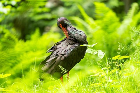 Black stork (Ciconia nigra) standing on a meadow, Bavaria, Germany