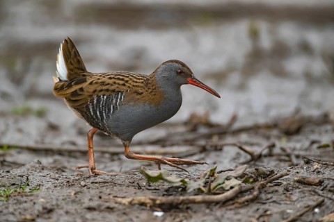 Water rail (Rallus aquaticus) adult bird walking on mud, England, United KIngdom