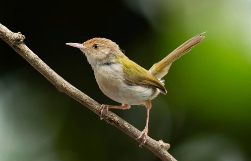 Common Tailorbird (Orthotomus sutorius) perched on a slender branch, Sreepur, Gazipur, bangladesh