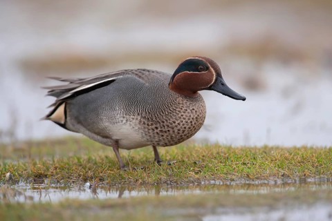 Common teal (Anas crecca) duck adult male bird on a flooded meadow, Norfolk, England, United