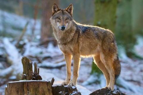 A wolf in a snowy forest, surrounded by sunbeams on a tree stump, winter, wolf (Canis lupus),