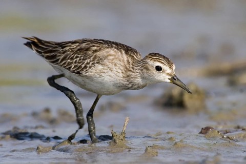 Long-toed Stint (Calidris subminuta) foraging, Western Australia, Australia