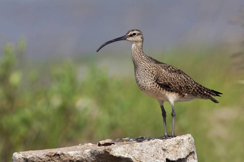 Whimbrel (Numenius phaeopus), Texas, USA
