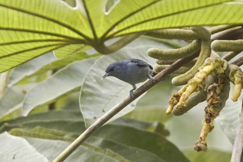 Chestnut-vented Conebill (Conirostrum speciosum), Ecuador