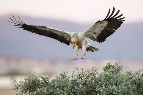 Egyptian Vulture (Neophron percnopterus) landing, Castile-La Mancha, Spain