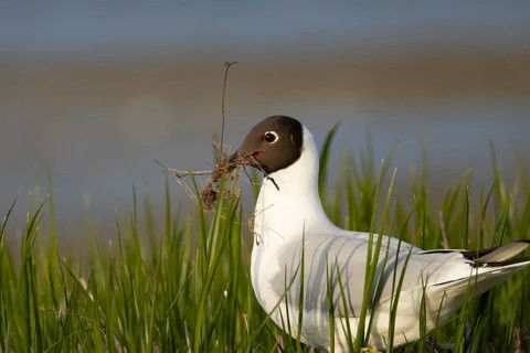 Black headed gull (Chroicocephalus ridibundus) adult seagull bird collecting nesting material in