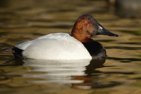 Canvasback (Aythya valisineria) male, Arizona, USA