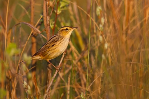 Aquatic Warbler - Seggenrohrsänger - Acrocephalus paludicola, Poland