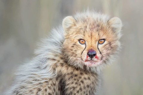 Cheetah (Acinonyx jubatus) cub with blood-smeared face close-up, Philippolis, South Africa