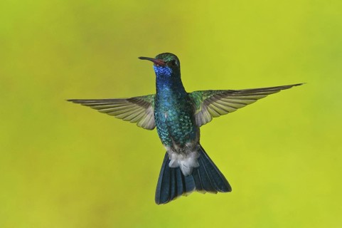 Broad-billed Hummingbird (Cynanthus latirostris), Arizona, USA