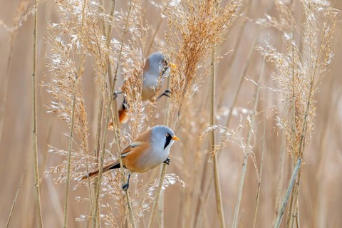 Two bearded reedlings, bearded tits (Panurus biarmicus) males perched on reed stems while foraging