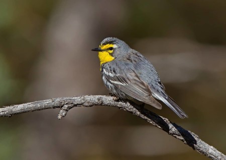 Grace's Warbler (Setophaga graciae) male, Arizona, USA