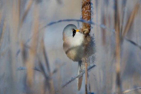 Bearded Reedling (Panurus biarmicus) male feeding on cattail seed, Thuringia, Germany