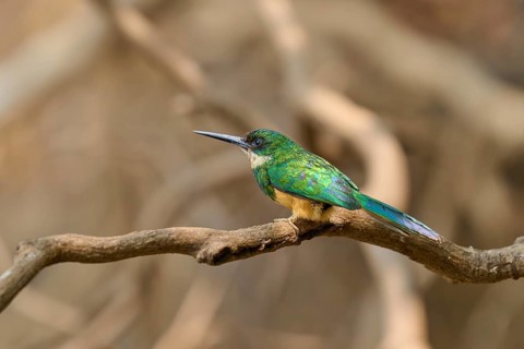 A colourful bird looks to the side and sits on a branch against a blurred background, Rufous-tailed