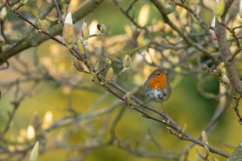 European robin (Erithacus rubecula) adult garden bird perched in a flowering Magnolia tree in