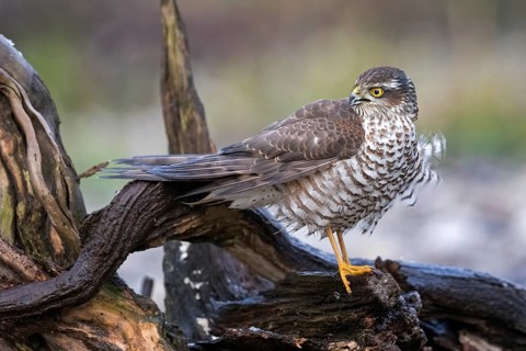 Eurasian Sparrowhawk (Accipiter nisus) female perched on a branch, Saxony-Anhalt, Germany