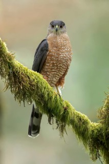 Coopers Hawk (Accipiter cooperii) perched on a branch in Victoria, BC, Canada