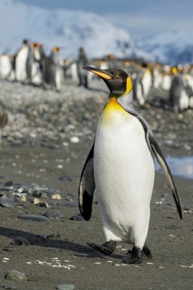 King Penguin (Aptenodytes patagonicus) perched on a rocky beach on South Georgia Island