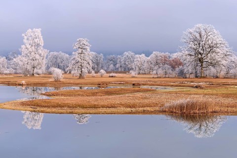 Frozen pond and trees in hoarfrost, nature reserve, Schoren, Mühlau, Freiamt, Aargau Canton,