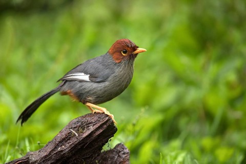 Chestnut-hooded Laughingthrush (Garrulax treacheri) perched on a log, Sabah, Malaysia