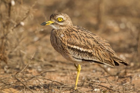 Eurasian Stone-curlew (Burhinus oedicnemus), Morocco