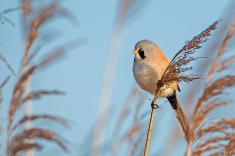 Bearded Reedling (Panurus biarmicus) male, Saxony-Anhalt, Germany