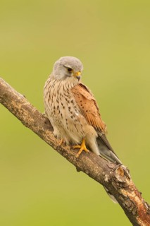 Common Kestrel (Falco tinnunculus) male perched on a branch, Serbia