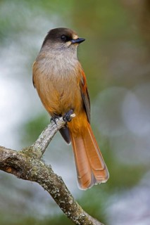 Siberian jay (Perisoreus infaustus, Corvus infaustus) perched in spruce tree in autumn forest,