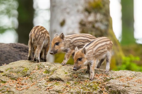 Wild boar (Sus scrofa) piglets standing in a forest, Bavaria, Germany
