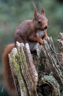 Squirrel (Sciurus vulgaris), Emsland, Lower Saxony, Germany