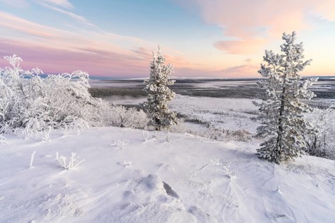 Dawn over swamp landscape, Norrbotten, Lapland, Sweden, November 2020