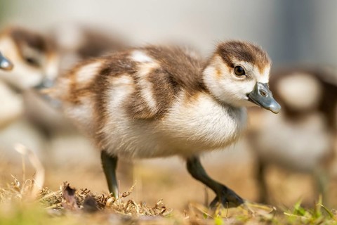 Egyptian goose (Alopochen aegyptiaca) cute chicks on a meadow at the shore of a lake, Bavaria,