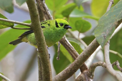 Emerald Tanager (Tangara florida) perched on a branch in Costa Rica, Central America