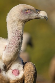 Griffon Vulture (Gyps fulvus), portrait, Castilla Leon, Spain