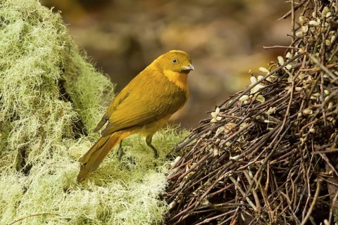 Golden Bowerbird (Prionodura newtoniana) male, Queensland, Australia