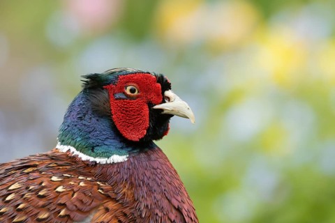 Common pheasant (Phasianus colchicus) adult male game bird head portrait, England, United Kingdom