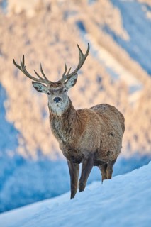 Red deer (Cervus elaphus) stag on a snowy meadow in the mountains in tirol, Kitzbühel, Wildpark