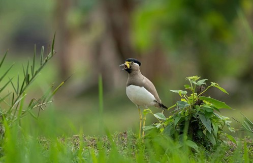 A yellow-wattled lapwing (Vanellus malabaricus), Sreepur, Gazipur, bangladesh