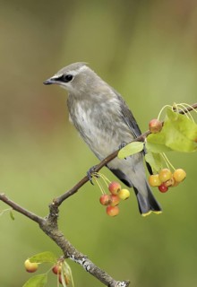 Cedar Waxwing (Bombycilla cedrorum), British Columbia, Canada